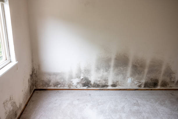 Best Mold Documentation for Insurance Claims  in Mantua, VA